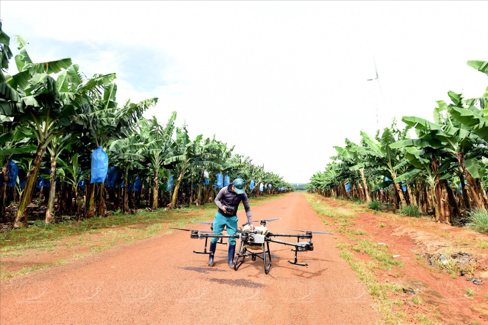 Des drones utilisés pour surveiller et traiter les maladies dans les bananeraies de la société par actions de l’agriculture high-tech Hung Son.