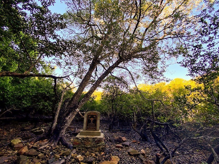 L’arbre Coc do (Lumnitzera littorea) de 278 ans – un arbre patrimonial du Parc national de Con Dao, dans la région de Dam Quoc - Hon Ba.