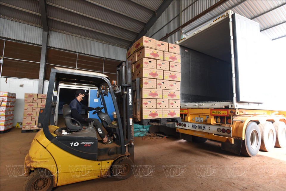 La société par actions de l’agriculture high-tech Hung Son prépare l’exportation de bananes vers la Chine. 