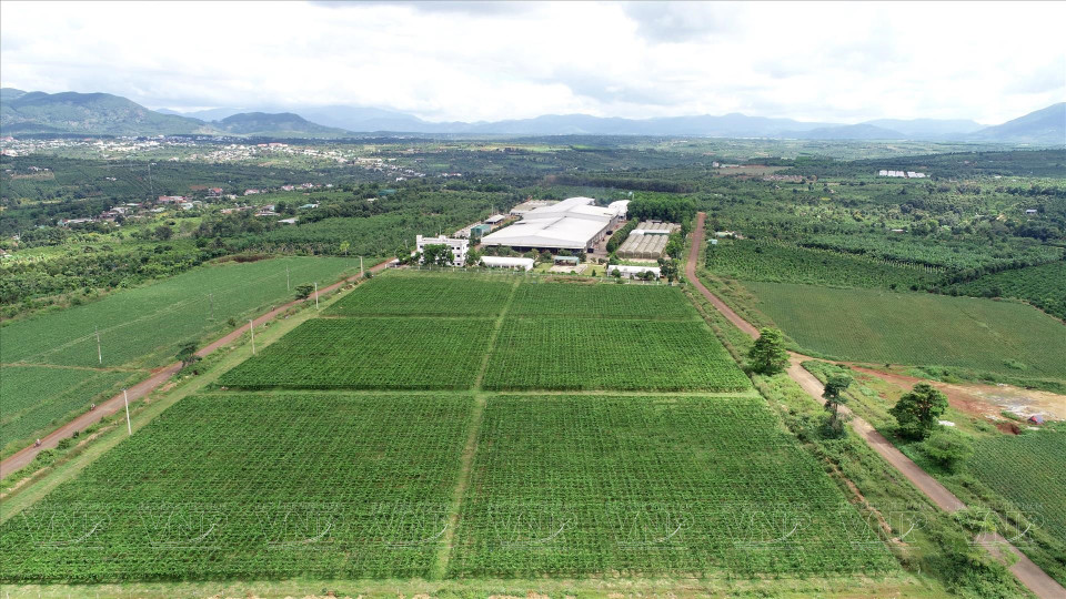 Le centre de transformation de fruits et légumes de Doveco Gia Lai est situé au milieu d'une vaste zone de matières premières du district de Mang Yang, province de Gia Lai.