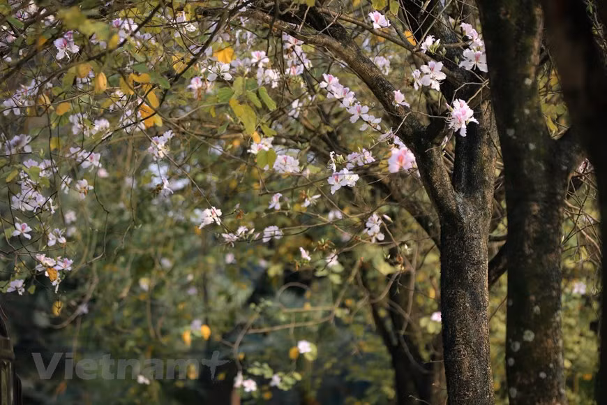  Considérée par l’ethnie Thai comme la reine des fleurs, la bauhinie symbolise l’amour et la fidélité. La fleur est aussi belle qu'une fille Thai : une beauté éblouissante, rustique et humble; une beauté sauvage mais tout aussi séduisante...
