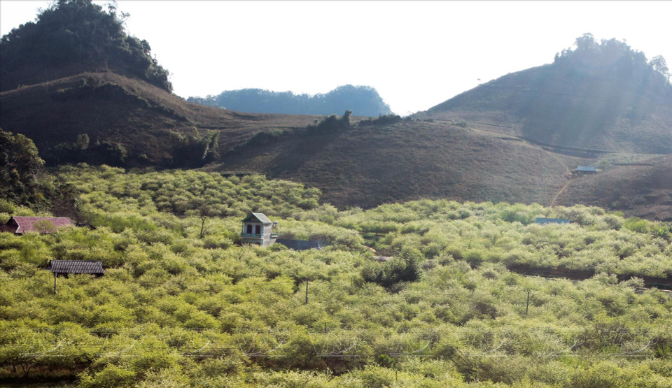 Vallée de pruniers en fleurs à Moc Chau.