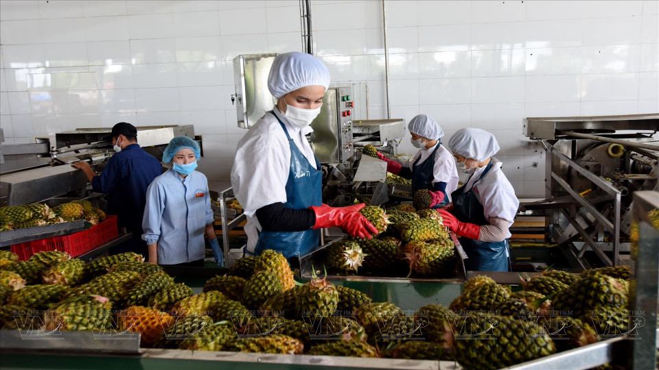 Chaîne de pré-sélection d'ananas frais à l'usine de transformation fermée de Doveco Gia Lai. 