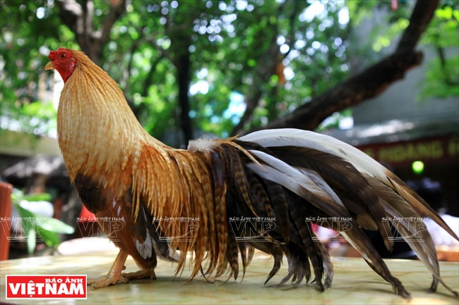 Un coq d’ornement au plumage gris.