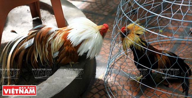 Les coqs se battent parfois.