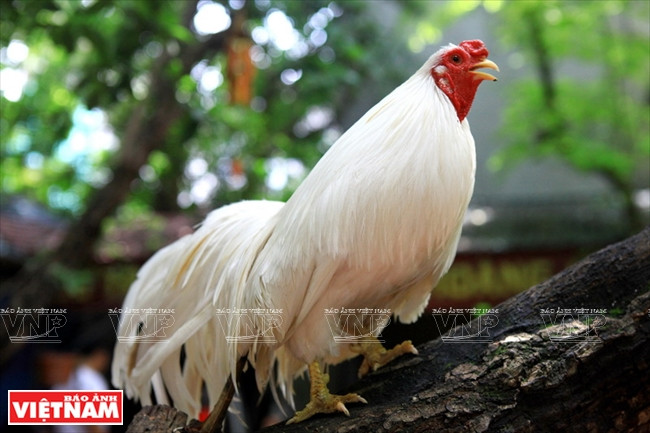 Un coq d’ornement au plumage blanc.