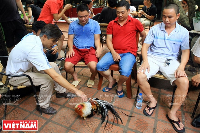 Un coq d’ornement évalué par des spécialistes.