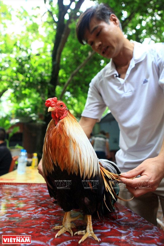 Un coq a​u plumage long et soyeux.