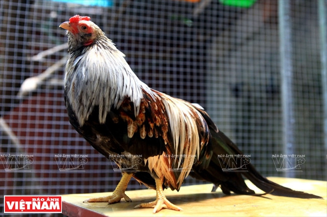 Un coq à queue longue.