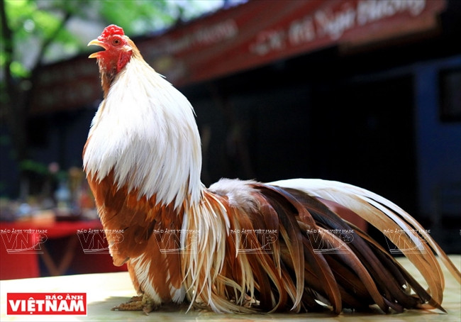 Un coq d’ornement au plumage de feu.