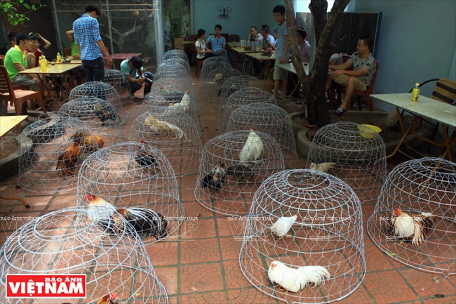 Les coqs d’ornement sont gardés dans des cages individuelles.