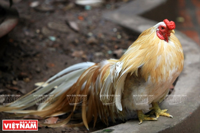 Un coq d’ornement au plumage jaune.