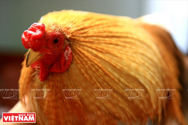 Une race rare de coq Ga tre (Coq Bambou) de Tân Châu (An Giang).