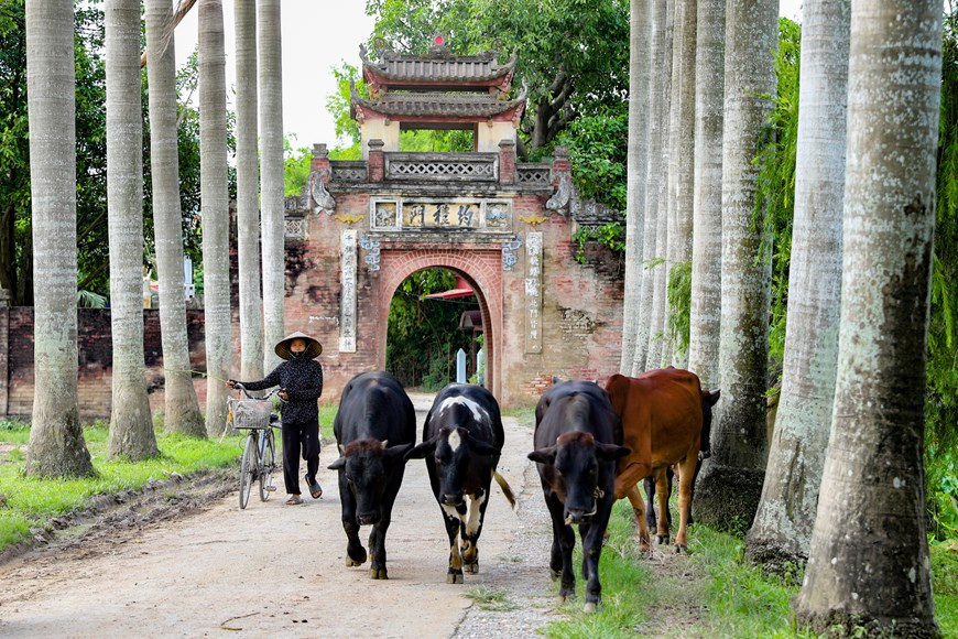 Outre le portique d’entrée, le village de Uoc Lê possède un autre portique qui a été construit très récemment, en 1998. Bien qu'il ait moins de valeur architecturale et historique que le portique d’entrée historique, cela reste un autre symbole du village. Selon le compositeur Nguyên Trong Tao, les portiques d’entrée des villages évoquent les rêves des villageois de chaque génération. Les visiteurs d’un endroit éloigné pourront reconnaître sans trop d’efforts les caractéristiques générales du village hôte en observant la porte. Pendant des milliers d’années, les envahisseurs étrangers ont fait tous les efforts pour assimiler et détruire la culture vietnamienne mais leurs tentatives ont toutes échoué. La culture vietnamienne perdure encore aujourd’hui. Photo: Vietnamplus