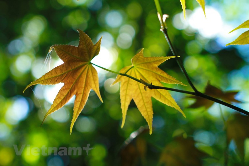 Les autres destinations figurant sur la liste de Booking.com sont Gramado (Brésil), Singapour, Cameron (Malaisie), Cordoue (Espagne), Victoria (Canada), Toowoomba (Australie) et Istanbul (Turquie). Photo: Vietnam+