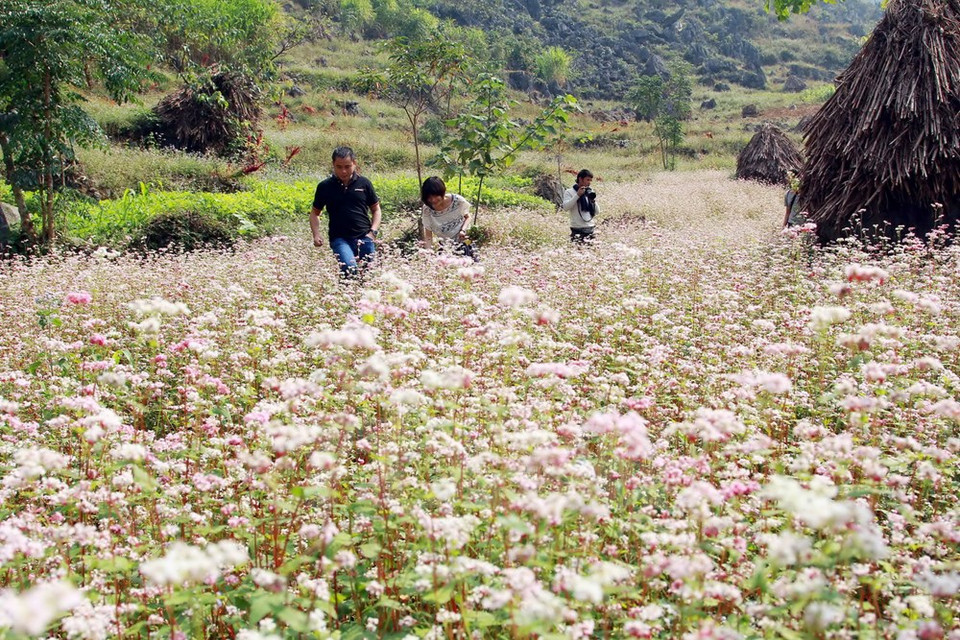 La province de Ha Giang a élaboré une stratégie pour faire des fleurs de sarrasin une attraction touristique. 