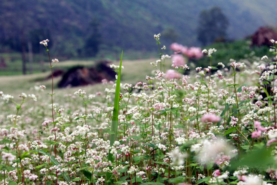 La légende veut que pour sauver les ethnies montagnardes de la famine, une fée ait versé depuis le ciel des glumes de paddy et de maïs sur la montagne, lesquels se seraient ensuite transformés en une nouvelle plante vivrière. 