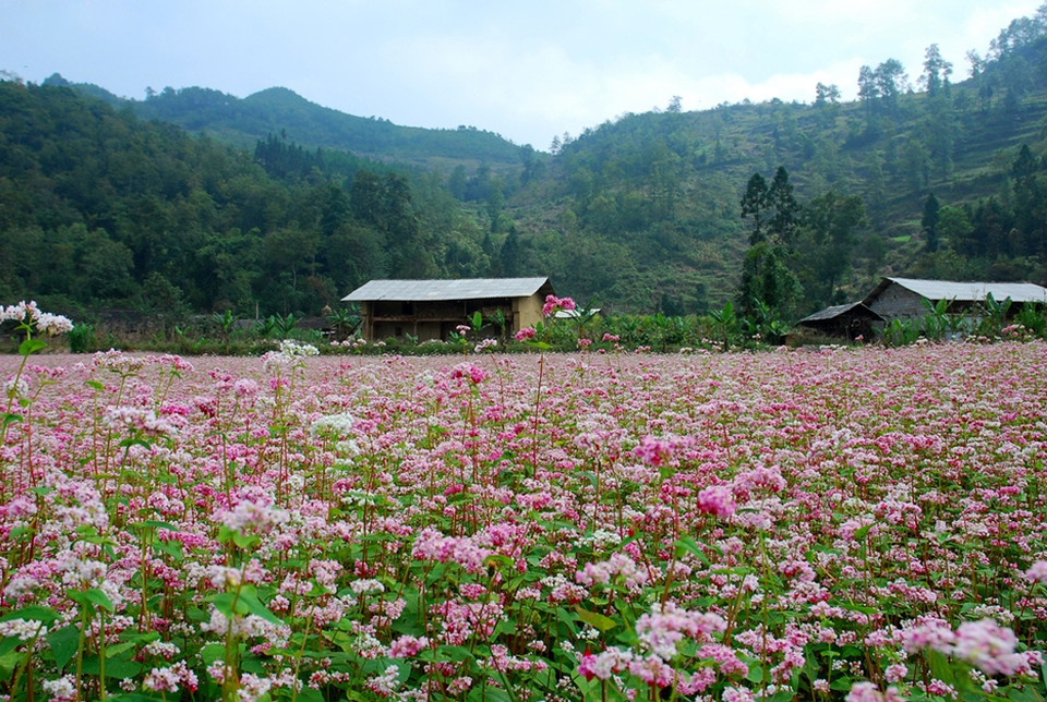 Les fleurs de sarrasin commencent à s'épanouir en octobre, invitant les touristes et les photographes à aller à Ha Giang d'octobre jusqu'à novembre. 
