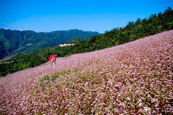 Bien qu’étant typique des zones montagneuses du Nord, c’est à Hà Giang que le sarrasin est le plus cultivé. C’est là aussi que les fleurs sont les plus belles.