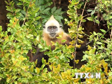 Les nouveaux-nés ont un pelage jaune. Les adultes ont des poils nors au corps mais le dos, les épaules et la tête sont blancs. Photo : Lam Khanh/VNA
