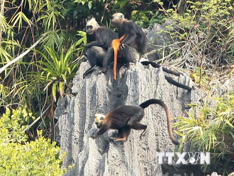 Le semnopithèque de Cat Ba est en menace d'extinction. Photo : Lam Khanh/VNA