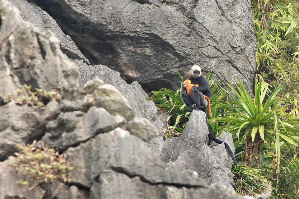 Le parc national de Cat Ba ne recense actuellement qu'une soixantaine d'individus de cette espèces. Photo : Lam Khanh/VNA