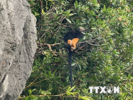 Un adulte et un jeune. Photo : Lam Khanh/VNA