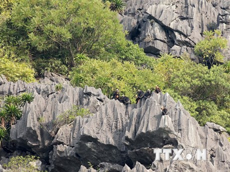 Des semnopithèques de Cat Ba sur des falaises kartisques dans le parc national de Cat Ba à Hai Phong. Photo : Lam Khanh/VNA