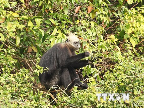 Un semnopithèque de Cat Ba dans le parc national de Cat Ba à Hai Phong. Photo : Lam Khanh/VNA
