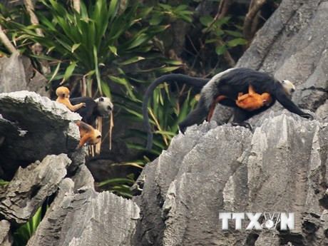  Le Semnopithèque de Cat Ba (Trachypithecus poliocephalus) est un singe asiatique de la famille des Cercopithecidae. Photo: Lam Khanh/VNA