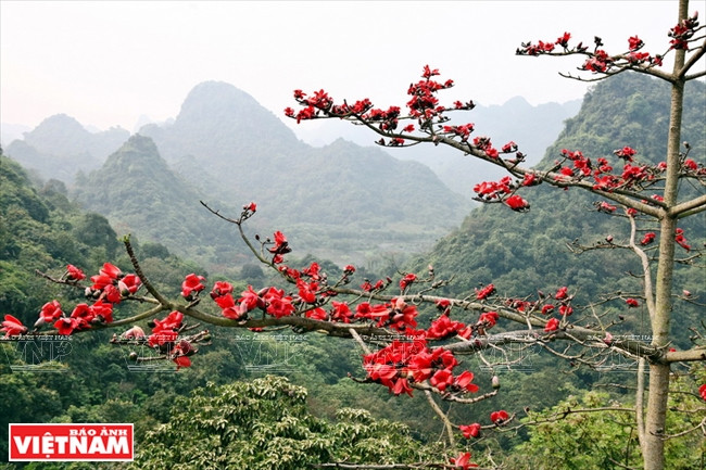 En moment de la saison de pèlerinage, en début d’année lunaire, les kapokiers sont en fleurs, ce qui embellit davantage le site. 