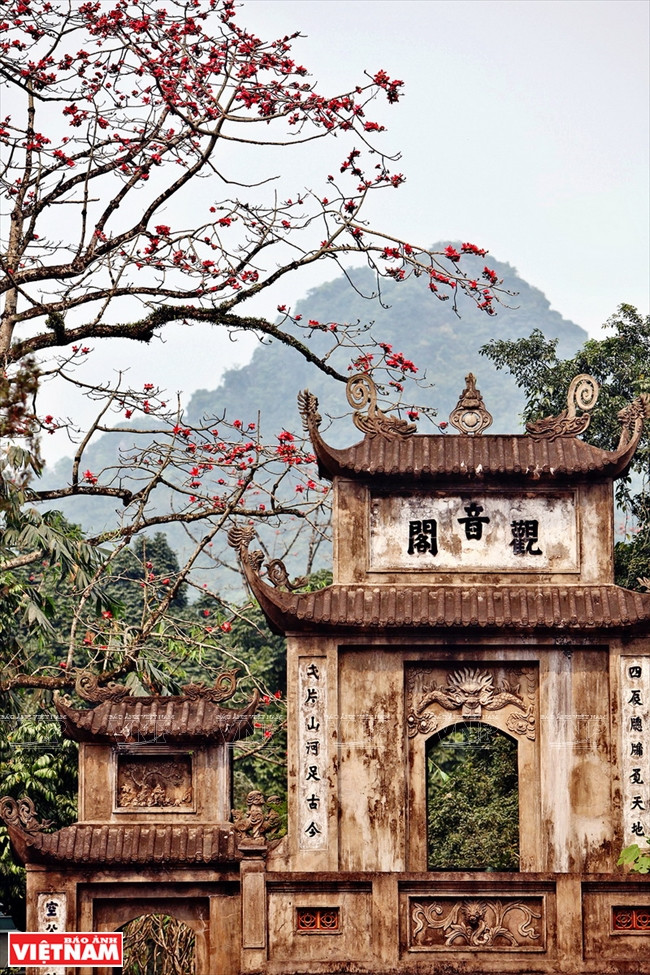 Fleurs rouge vif des kapokiers à l’entrée e la pagode Thiên Trù (Cuisine céleste).