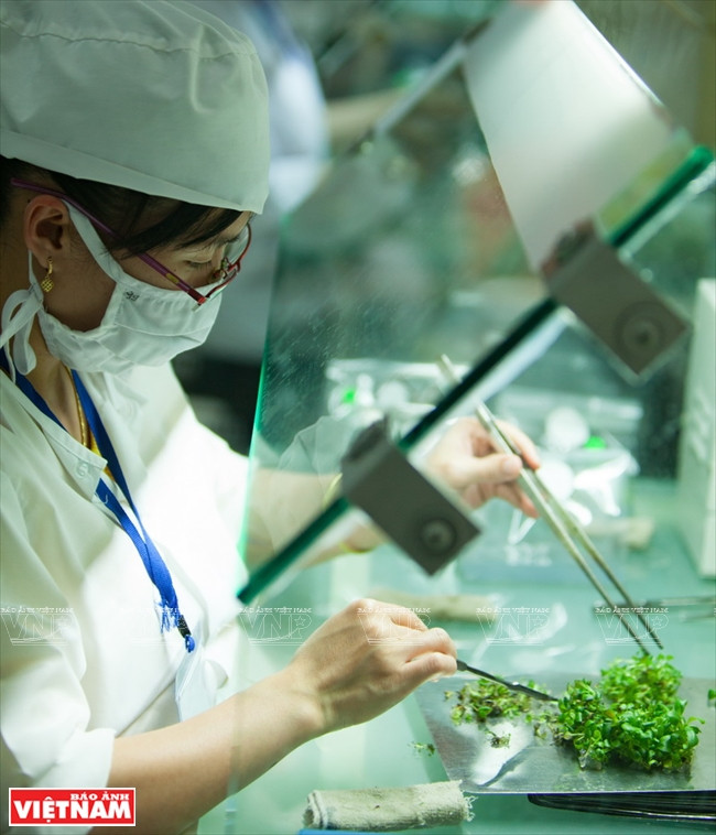 Séparation des tissus dans un laboratoire de la société Rung hoa Da Lat. 