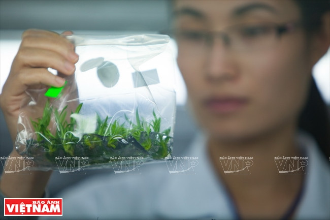 Surveillance du développement des plantules.