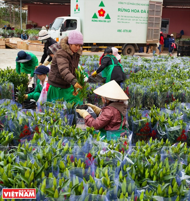 Les fleurs sont emballées avant être exportées. 