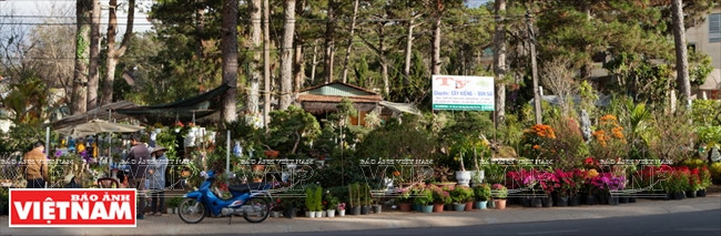 La ville de Da Lat est le premier fournisseur de fleurs de qualité du pays. 