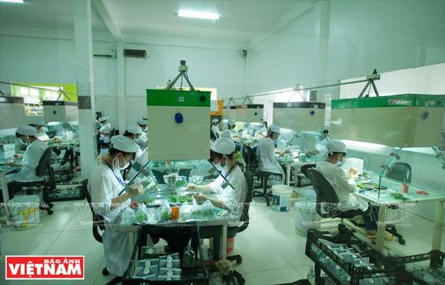 La société par actions de biotechnologies Rung hoa Da Lat est la première exploitation d’Asie du Sud-Est à avoir développé la culture tissulaire in vitro en horticulture.