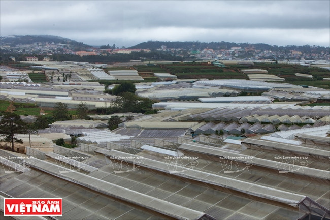 Ville de Da Lat, un pôle de production horticole high-tech.