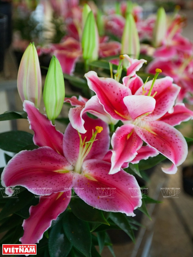 Des lys obtenus par culture in vitro. 