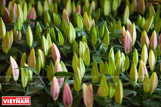 Rung hoa Da Lat approvisionne le marché domestique et exporte à l’étranger. 