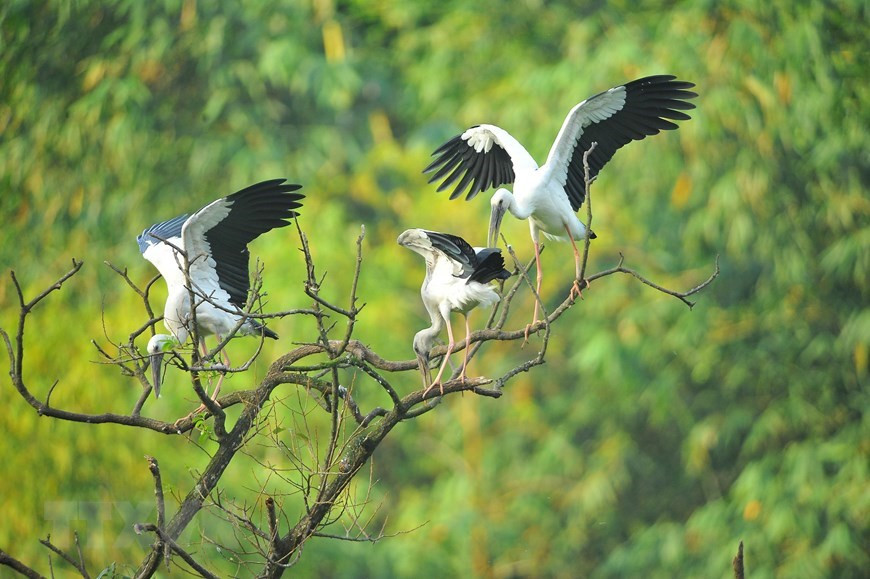 Le parc abrite environ 46 espèces d'oiseaux, en partie inscrites dans le Livre rouge (animaux protégés). Photo: VNA