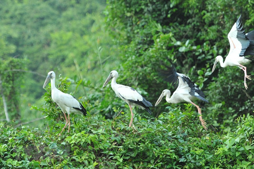 Pour les passionnés d’oiseaux, impossible de visiter la province de Ninh Binh sans passer par Thung Nham et son parc ornithologique. Photo: VNA