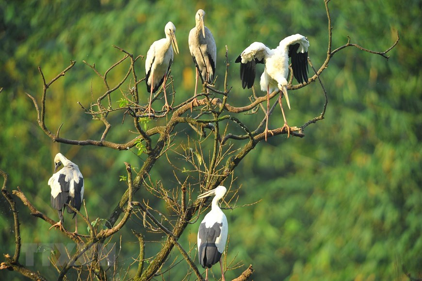 Au petit matin, les visiteurs peuvent observer des groupes s’envoler au loin, à la recherche de leurs proies. Photo: VNA