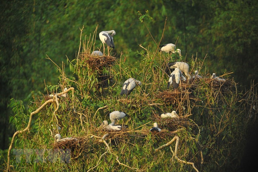 Le meilleur moment pour visiter le parc ornithologique de Thung Nham est le printemps et l'été, lorsque les oiseaux sont occupés à construire des nids et à se reproduire. Photo: VNA