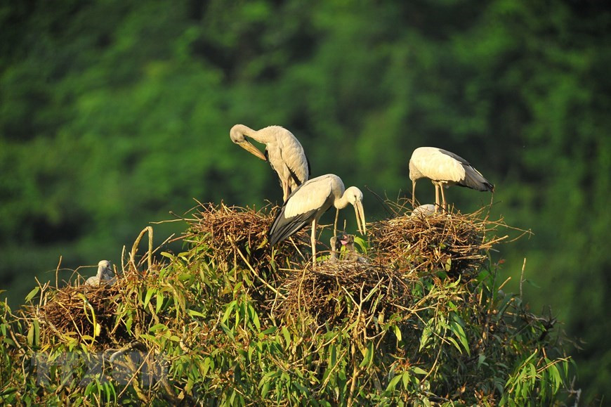 La beauté des oiseaux au parc ornithologique de Thung Nham Photo: VNA
