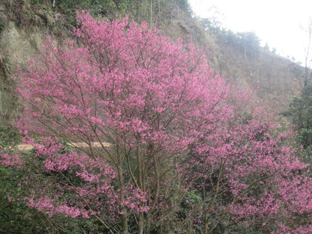 Pêcher en fleur sur Mâu Son. Photo: dulich24.com.vn