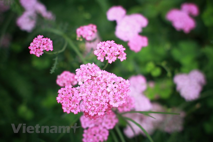  Dà Lat est par ailleurs l’unique ville d’Asie du Sud-Est à organiser un festival floral international biennal. L'événement fait la promotion de la marque de Dà Lat en tant que ville du festival des fleurs du pays, outre présente la culture et les habitants de la ville aux visiteurs. Cette année, le 9e Festival des fleurs de Dà Lat sera organisé de novembre à fin décembre par le Comité populaire de la province de Lâm Dông pour honorer la valeur des fleurs et de la floriculture des Hauts Plateaux du Centre. En plus d'accueillir des espaces floraux d'art traditionnel, le festival prévoit un large éventail d'activités, notamment une visite en hélicoptère de la ville de Dà Lat, un programme de musique pour les jeunes, un festival de montgolfières et des carnavals de rue. Photo : VietnamPlus
