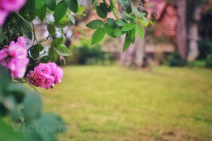  Il y a plus d’un siècle, le médecin français Alexandre Yersin découvrit à 1.500 m d’altitude une contrée au climat tempéré, idéale pour échapper à la touffeur estivale de la plaine. Dans la première moitié du XXe siècle fut créée ex nihilo une station climatique qui devint rapidement un lieu de villégiature agréable pour les élites coloniales, avec villas, offices, hôtels, écoles, gare ferroviaire…Dès le début de la conquête française de l’Indochine apparut la nécessité de permettre aux soldats européens de maintenir leur santé sous des climats auxquels ils n’étaient pas habitués. Avec le temps, Dà Lat devint le centre de tourisme et d’éducation de toute l’Indochine, surnommée "le petit Paris". Les colons français, nostalgiques de leur région d’origine, y introduisent peu à peu des fleurs et légumes originaires de pays tempérés. Les conditions pédoclimatiques particulières de cette terre d’altitude permirent ainsi le développement de plantes venues d’autres contrées. Photo : Photo : VietnamPlus