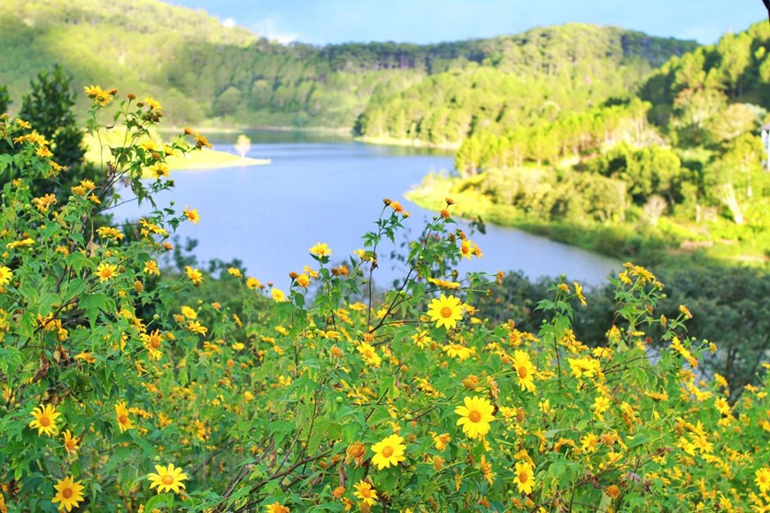  Les fleurs et les plantes sont omniprésentes toute l’année dans les rues et les maisons car à l’initiative de la municipalité, les habitants se sont lancés dans une grande campagne de plantation. Niché à 1.500 mètres d’altitude, calme et coquet toute l’année, le joyau des hauts plateaux du Centre bénéficie d’un climat doux et clément dont les températures oscillent entre 15 et 24 degrés. Rien à voir donc avec le froid brutal et l’été étouffant du nord. Site gâté par Dame Nature, Dà Lat est un gigantesque jardin botanique aussi diversifié que luxuriant. Outre les fleurs, Dà Lat est le principal pourvoyeur de légumes des grandes villes vietnamiennes. Photo : VietnamPlus 