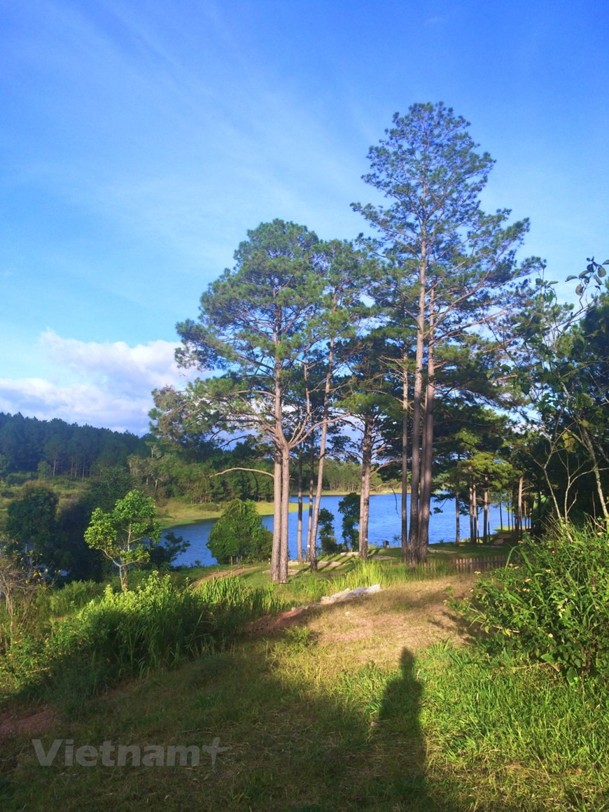  À Dà Lat, nombre de villages floricoles virent le jour, dont certains aux noms déjà connus à Hanoi comme Hà Dông, Thai Phiên, Van Thành… Selon les populations locales, vers le début du XXe siècle, Dà Lat a connu une forte immigration de Hanoiens venus de villages floricoles de la capitale comme Ngoc Hà, Nghi Tàm… S’accoutumant rapidement à cette localité, et forts de leur flair et savoir-faire professionnel, ces immigrés venus du Nord y formèrent leurs propres villages floricoles aux alentours de la ville. Les champs de fleurs ne cessèrent de s’étendre, jusque sur les pentes des collines et montagnes, créant un tableau magnifique. Photo : VietnamPlus 